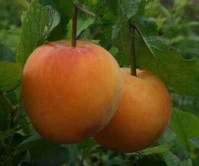 New Large Early Apricot Trees