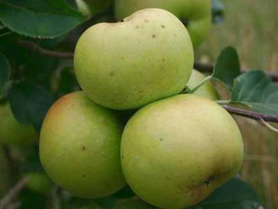 Arthur Turner Apple Trees