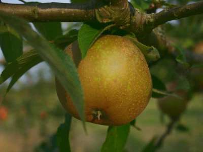 Ashmeads Kernel Apple Trees