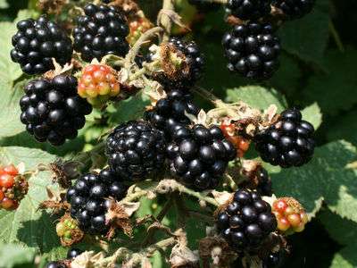 Ashton Cross Blackberry Bushes