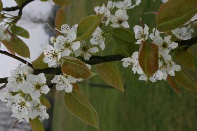 Atlantic Queen Pear Tree