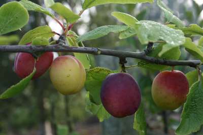 Avon Cross Plum Tree