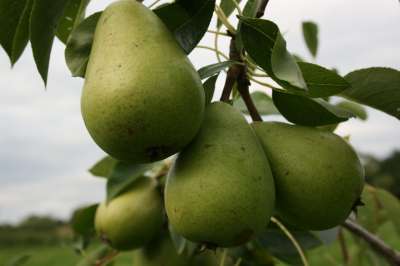 Ayrshire Lass Pear Tree