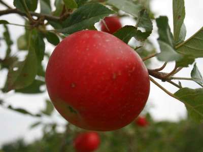 Beauty Of Bath Apple Trees