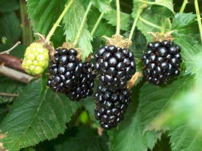 Bedford Giant Blackberry Bushes