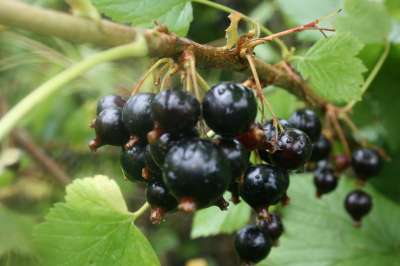 Ben Alder Blackcurrant Bushes