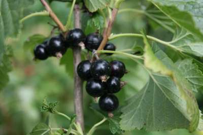 Ben Hope *new* Blackcurrant Bushes