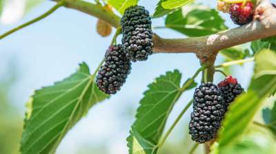 Black Lady Mulberry Trees