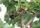Large Black Mulberry (Morus Nigra) Mulberry Trees