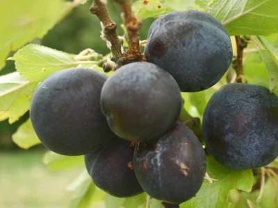 Black Prince Plum trees