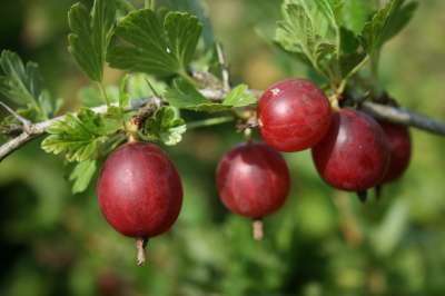 Black Velvet Gooseberry Bushes