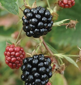 Blackberry bushes