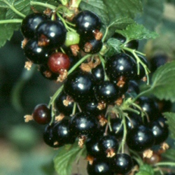 Ben Connan Blackcurrant Bushes