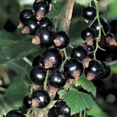 Ben Lomond Blackcurrant Bushes