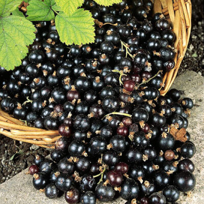 Ben More Blackcurrant Bushes