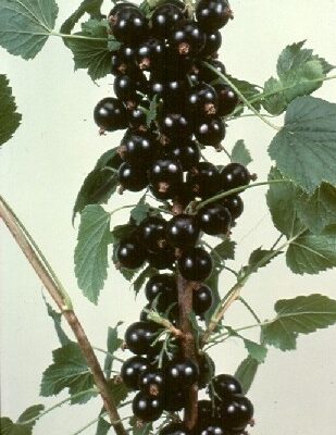 Ben Nevis Blackcurrant Bushes