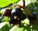 Black Reward Blackcurrant Bushes