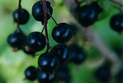 Blackdown Blackcurrant Bushes