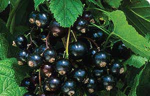 Boscoop Giant Blackcurrant Bushes