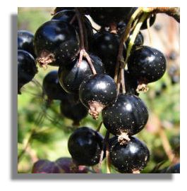 Foxendown - A New Highly Disease Resistant Blackcurrant Bush