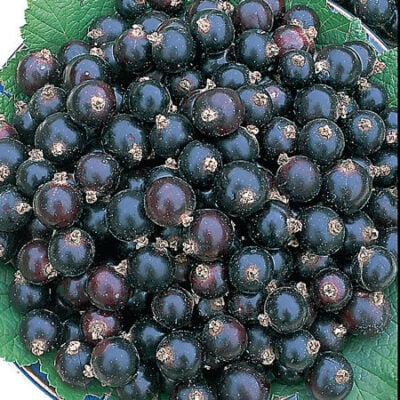 Goliath Blackcurrant Bushes