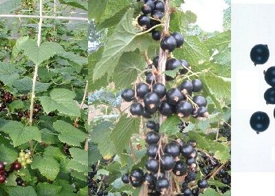 Laxton Giant Blackcurrant Bushes