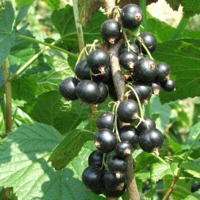 The Raven Blackcurrant Bushes