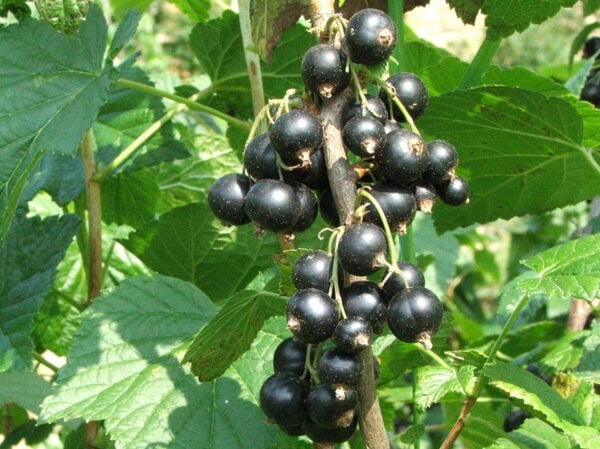 The Raven Blackcurrant Bushes