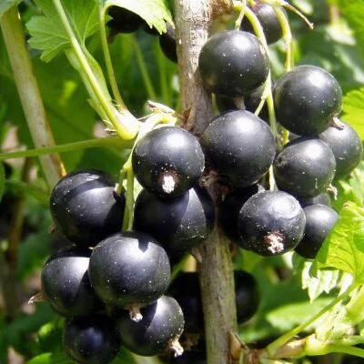 Half Standard Blackcurrant 'titania' Blackcurrant Bushes