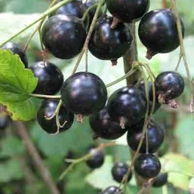 Wellington Xxx Blackcurrant Bushes