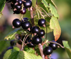 Westwick Choice Blackcurrant Bushes