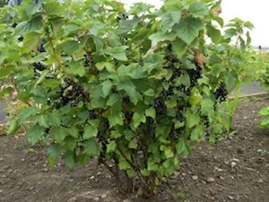 blackcurrant bush