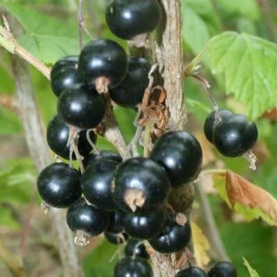 Amos Black Blackcurrant Bushes