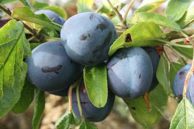 Blue Tit Plum Trees