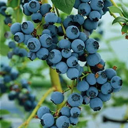 Berkley Blueberry Bushes