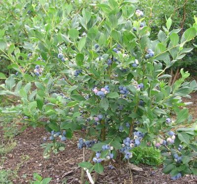 Blue Ray Blueberry Bushes