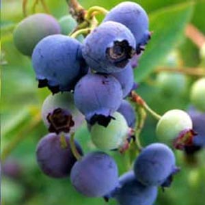 Blue Crop Blueberry Bushes