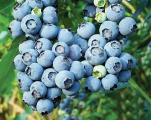 Bluetta Blueberry Bushes