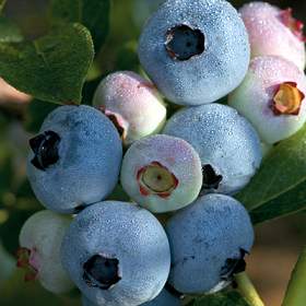 Chandler Blueberry Bushes