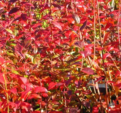 Collins Blueberry Bushes