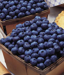 Coville Blueberry Bushes