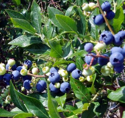 Dixi Blueberry Bushes