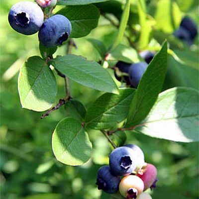 Goldtraube Blueberry Bushes