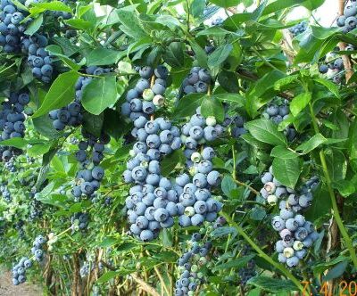 Heerma Blueberry Bushes