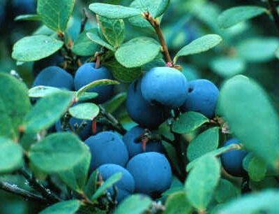 Herbert Blueberry Bushes