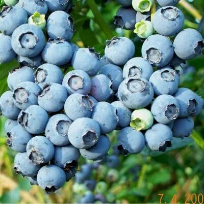 Ivanhoe Blueberry Bushes