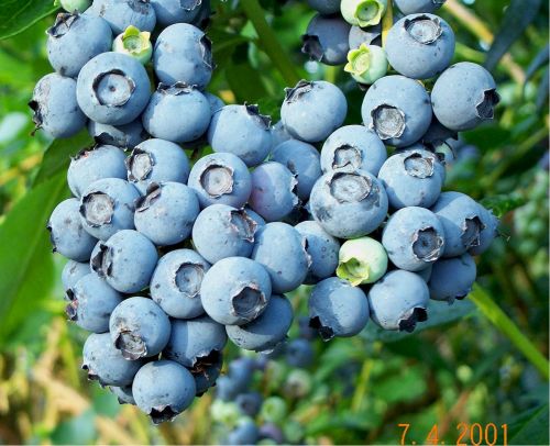 Blueberry Ivanhoe
