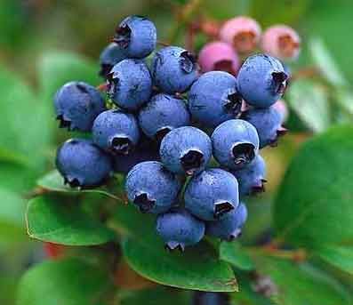 Jersey Blueberry Bushes