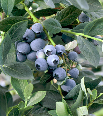 Misty Blueberry Bushes