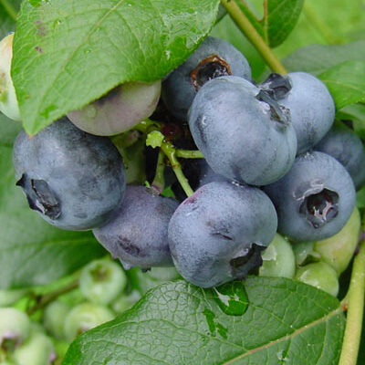 Patriot Blueberry Bushes
